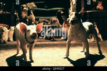 BABE DAS SCHWEIN, PB DER PITBULL, BABE: PIG IN DER STADT, 1998 Stockfoto