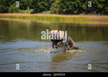 Deutscher Schäferhund, der im See spielt, Tschechische Republik Stockfoto