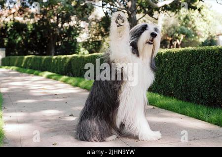 Schäferhund, der ZOTTELIGE HUND, 2006 Stockfoto