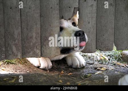 HACHIKO, HACHIKO: A DOG'S STORY, 2009 Stockfoto