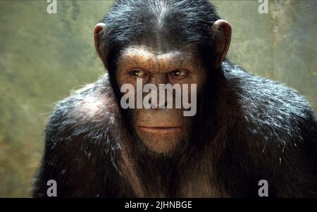 APE, Aufstieg der Planet der Affen, 2011 Stockfoto