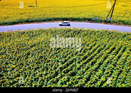 Felder mit Sonnenblumen in der Nähe von Kouloura Dorf, Larissa, Thessalien, Griechenland. Stockfoto