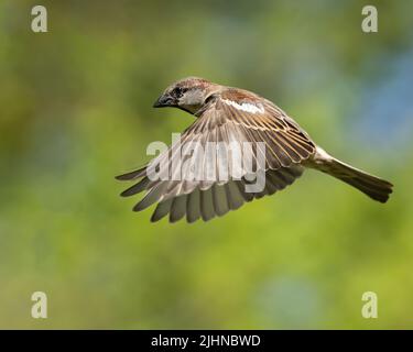 Ein Haussperling fliegt. Stockfoto