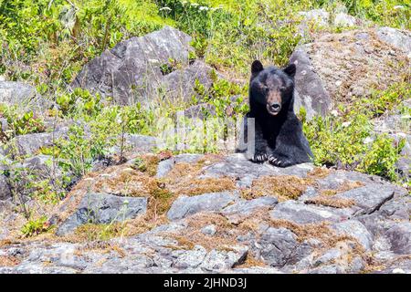 Schaukender Schwarzbär (Ursus americanus vancouveri) bei einem Ausflug zur Bärenbeobachtung in Tofino, Vancouver Island, British Columbia, Kanada. Stockfoto