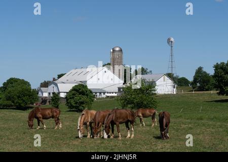 Pferde grasen auf einer Wiese auf der Amish Farm mit weißer Scheune und Windmühle in Lancaster County, Pennsylvania Stockfoto