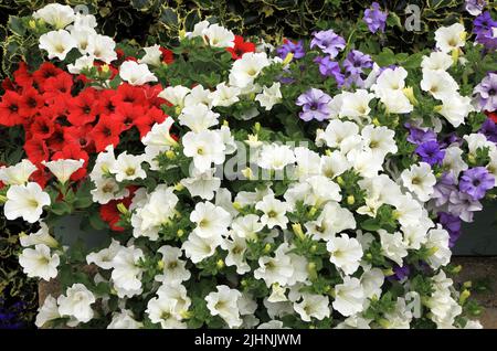 Petunien, rot, weiß, blauviolett, wandmontierter Behälter, Garten, Gartenarbeit, Norfolk, England Stockfoto