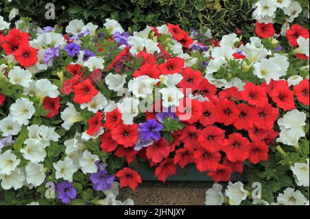 Petunien, rot, weiß, blauviolett, wandmontierter Behälter, Garten, Gartenarbeit, Norfolk, England Stockfoto