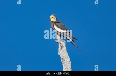 Der Nymphicus hollandicus thront auf einem Zweig mit blauem Himmel im Outback von Western Queensland Australia. Stockfoto