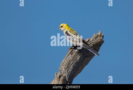 Der blasse rosella, Platycercus adscitus, thront auf einem Zweig mit blauem Himmel im Outback von Queensland Australia. Stockfoto