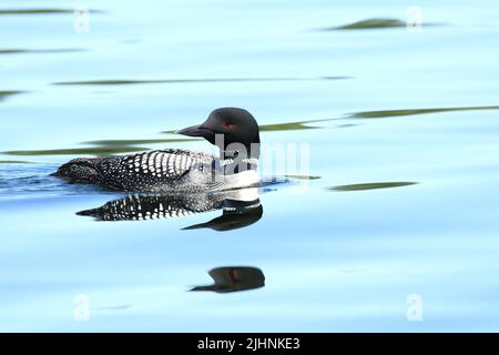 Gemeinsamen Loon Stockfoto