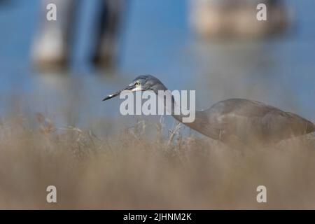 Weißgesichtige Reiher, Egretta novaehollandiae, jagen Beute in einem Feuchtgebiet im Outback Queensland Australien. Stockfoto