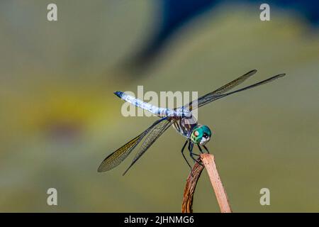 Die Fliege smiles für die Kamera Stockfoto
