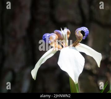 Nahaufnahme einer brasilianischen wanderenden Iris mit weißen und violetten Blütenblättern, aufgenommen auf Augenhöhe mit geringer Schärfentiefe. Stockfoto