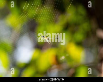 Orchard Orb-Weaver oder Leukauge Spinne im Netz. Fotografiert mit geringer Schärfentiefe in Texas. Stockfoto