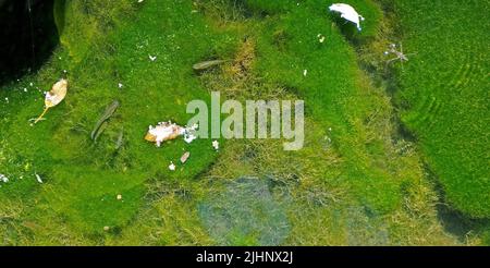 Moskitofische, Wasserauffanginsekten und Algen im kleinen Bach, Old Alameda Creek, Union City, Kalifornien Stockfoto