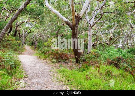 Wanderweg im Tomaree National Park - Shoal Bay, NSW, Australien Stockfoto