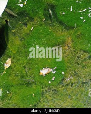 Moskitofische und Wasserauffanginsekten in einem kleinen Bach, Old Alameda Creek, Union City, Kalifornien Stockfoto