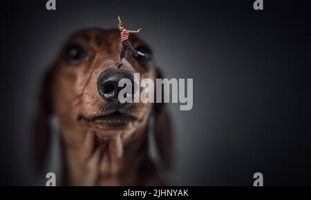 Kleiner Junge auf der Hundenase Stockfoto