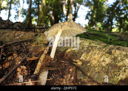 Pilze auf einem umgestürzten Baum mit natürlichem Hintergrund aus dem Dschungel von Belize, Mittelamerika Stockfoto