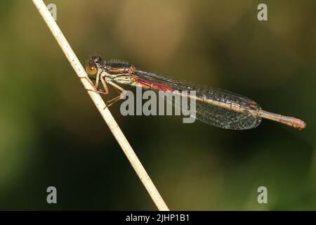 Eine kleine rote Damselfliege, Ceriagrion tenellum, die auf einem Grashalm ruht. Stockfoto