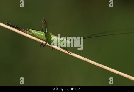 Conocephalus fuscus, ein langes geflügeltes Kegelkopfdickicht, das auf einem Pflanzenstamm auf einer Wiese ruht. Stockfoto