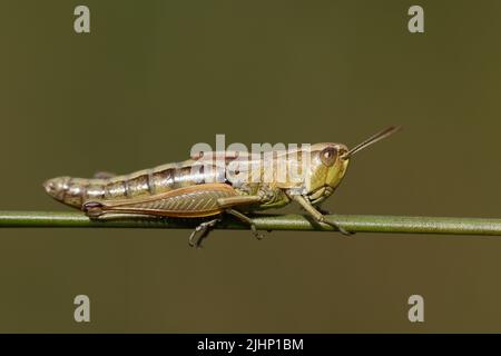 Ein Wiesengrasshopper, Chorthippus parallelus, der auf einem Schilf ruht. Stockfoto