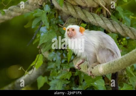 Silbrig-marmorfarbenes, Mico argentatus. Ein gefangener neuer Weltaffe im Zoo von Jersey. Heimisch im östlichen Amazonas-Regenwald in Brasilien. Stockfoto