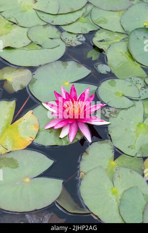 Nymphaea „Newton“. Seerose "Newton" auf einem Teich. VEREINIGTES KÖNIGREICH Stockfoto