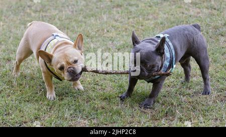 Zwei französische Bulldog-Freunde kämpfen um Einen Holzstock. Hundepark an der Leine in Nordkalifornien. Stockfoto