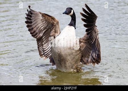 Canada Goose [ Branta canadensis ] flatternden Flügeln im See mit vielen Wassertröpfchen Stockfoto