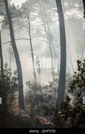 La Teste-de-Buch, Südwestfrankreich, 19. Juli 2022. Das Bild zeigt den Weg 214, wo das Feuer nach einem Kleinwagenbrand am 19. Juli 2022 in La Teste-de-Buch, Südwestfrankreich, ausging. Szenen der Verwüstung entstehen aus einem von einem Feuer heimgesucht Südwestfrankreich, wo Waldbrände fast 80 Quadratkilometer Wälder verwüstet haben, was 37.000 Menschen zur Evakuierung zwang. Die Flammen wurden von einer Hitzewelle geschürt, die auch in Griechenland, Portugal und Spanien Blasen nährte. Foto von Thibaud Moritz/ABACAPRESS.COM Stockfoto