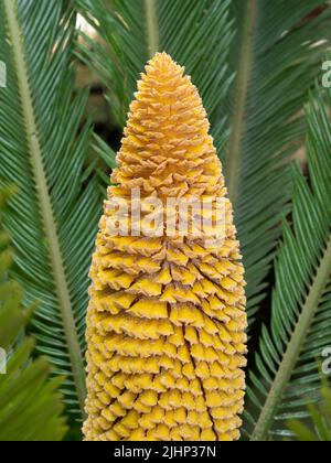 Nahaufnahme eines männlichen Cycas revoluta mit Kegel, auch Friedenspalme genannt Stockfoto