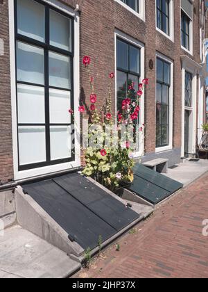 Rote Hollyhocks wachsen auf dem Fußweg gegen die Fassade eines Hauses in Middelburg, Niederlande Stockfoto