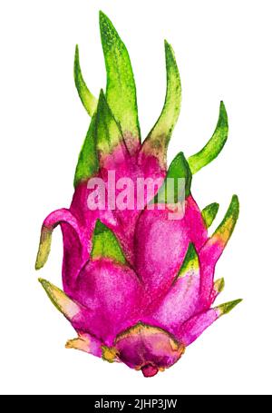 Handgezeichnete Aquarell-Illustration der Pitahaya- oder Pitaya-Drachenfrucht. Stockfoto