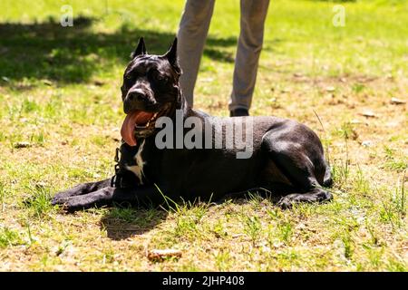 Cane Corso, auf einem Spaziergang mit dem Besitzer, im Wald. Hochwertige Fotos Stockfoto