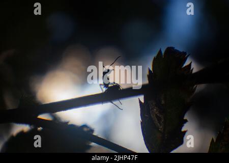 Silhouette einer Ameise, die in Nahaufnahme auf einem Ast sitzt, hängende Beine Stockfoto