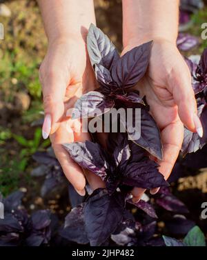 Eine weibliche Hand eines Bauern, die in einem Gartenbett ein purpurnes Basilikum anhält. Konzept für die Ernte gesunder Lebensmittel Stockfoto