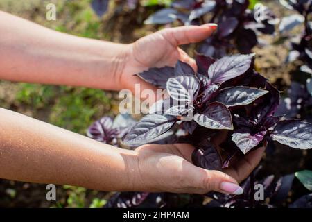 Eine weibliche Hand eines Bauern, die in einem Gartenbett ein purpurnes Basilikum anhält. Konzept für die Ernte gesunder Lebensmittel Stockfoto