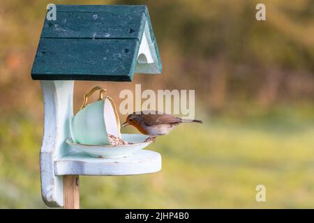 European Robin [ Erithacus rubecula ] Fütterung von Neuheit Tasse und Untertasse Feeder Stockfoto