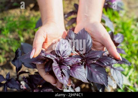 Eine weibliche Hand eines Bauern, die in einem Gartenbett ein purpurnes Basilikum anhält. Konzept für die Ernte gesunder Lebensmittel Stockfoto