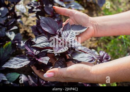 Eine weibliche Hand eines Bauern, die in einem Gartenbett ein purpurnes Basilikum anhält. Konzept für die Ernte gesunder Lebensmittel Stockfoto