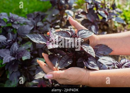 Eine weibliche Hand eines Bauern, die in einem Gartenbett ein purpurnes Basilikum anhält. Konzept für die Ernte gesunder Lebensmittel Stockfoto
