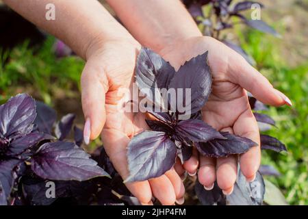 Eine weibliche Hand eines Bauern, die in einem Gartenbett ein purpurnes Basilikum anhält. Konzept für die Ernte gesunder Lebensmittel Stockfoto