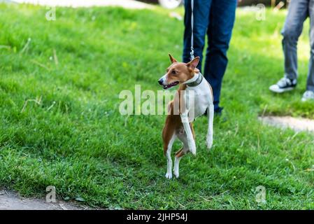 Basenji Hund, auf dem Gras, im Kragen und mit einer Leine. Hochwertige Fotos Stockfoto