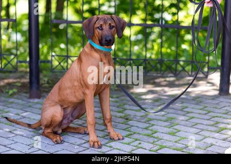 Rhodesian Ridgeback, in der Stadt, mit einer traurigen Schnauze. Hochwertige Fotos Stockfoto