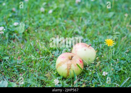 Zwei frische Äpfel liegen auf dem grünen Gras. Gesundes Lebensmittelkonzept Stockfoto
