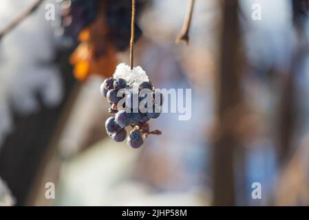 Nahaufnahme von gefrorenen Weintrauben. Spätlese, Trauben für die Herstellung von Eiswein im Weinberg, Ungarn. Stockfoto