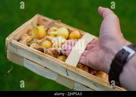 Die Hand hält einen rechteckigen Korbkorb mit frischen Zwiebeln. Es ist Zeit, Gemüse zu pflücken Stockfoto