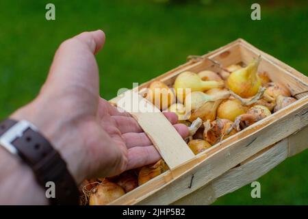 Die Hand hält einen rechteckigen Korbkorb mit frischen Zwiebeln. Es ist Zeit, Gemüse zu pflücken Stockfoto