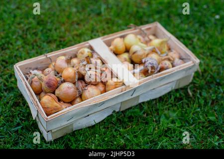 Zwiebeln in einem rechteckigen Korbkorb, der auf dem grünen Gras liegt. Es ist Zeit, Gemüse zu pflücken Stockfoto